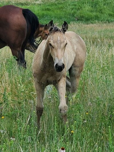 Whiskey Up Eris JW <BR>AQHA 6370877